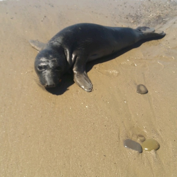 Meet your Posher, Lina - Picture 1 of 1